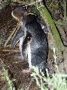 NZ02-Dec-11-19-43-40 * Yellow Eyed Penguin, Oamaru.
His mate returns. * 1488 x 1984 * (538KB)